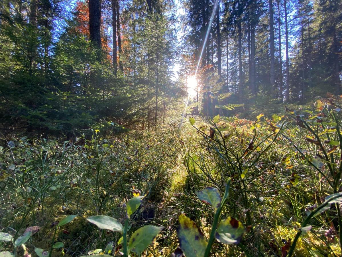 Ferienwohnung Waldblick Wilhelmsdorf Eksteriør bilde