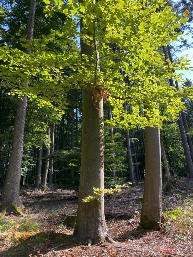 Ferienwohnung Waldblick Wilhelmsdorf Eksteriør bilde